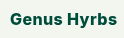 Genus Hyrbs logo