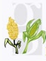 Grainotch logo