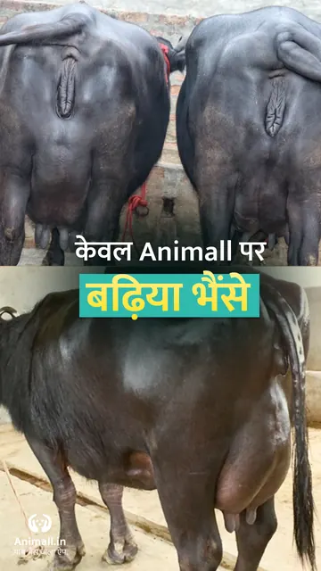 कोई भी पशु ख़रीदे बेचे Animall screenshot 3