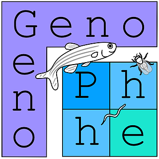 GenoPhe logo