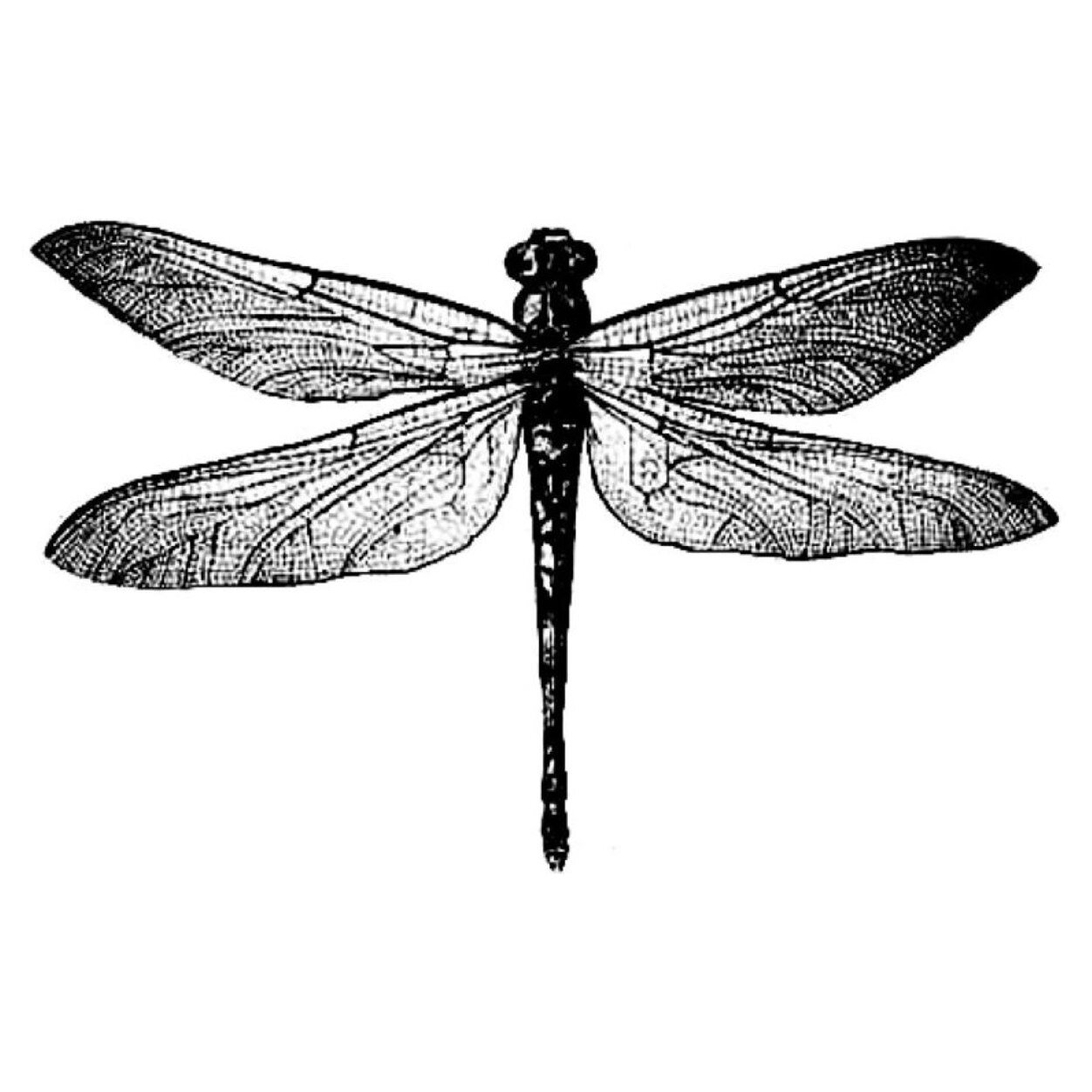 Kinche logo