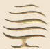 Tavernier Resources logo
