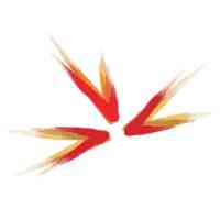 Ascent Consulting Services logo
