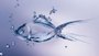 7 Inch Rohu Fish Seed