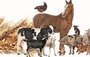 Pig Herding Board
